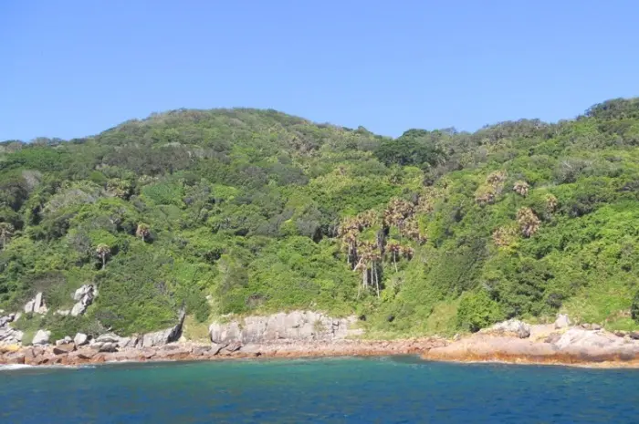 10 Interesting Facts about Snake Island in Brazil That You Might Not Know